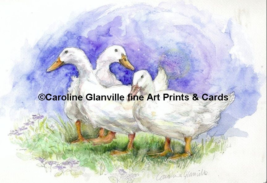 Three white ducks, painting by Caroline Glanville